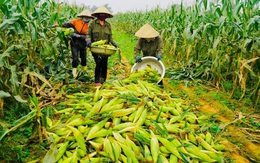 Đề xuất sửa đổi Thuế Giá trị gia tăng cho nguyên liệu và sản phẩm chăn nuôi