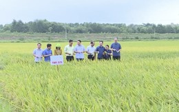 Thanh Hóa: Phát triển nông nghiệp thích ứng với biến đổi khí hậu