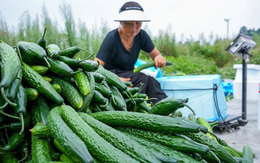 Dưa chuột "ngậm thuốc kích thích" có 3 đặc điểm này, người biết nhận ra ngay