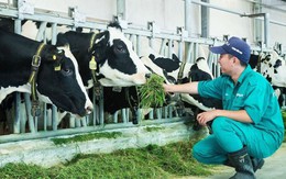 Hội Chăn nuôi Việt Nam đề xuất giải pháp phát triển nguồn nguyên liệu sữa trong nước
