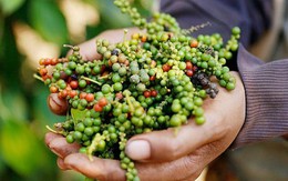 Xuất khẩu hạt tiêu từ đầu năm đến nay đã vượt 1 tỷ USD