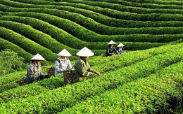 Xuất khẩu chè trong 7 tháng giảm 8,7% về lượng và 9,4% về trị giá