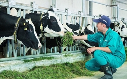 Gỡ khó cho ngành sữa tươi phát triển