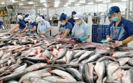 Xuất khẩu thủy sản năm 2025 có thể đạt từ 9 đến 9,2 tỷ USD