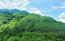 Việt Nam chuyển nhượng thêm 1 triệu tấn carbon cho Ngân hàng Thế giới