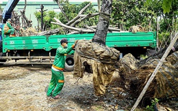 Hà Nội chặt hạ, di chuyển hơn 2.600 cây phục vụ xây dựng nút giao thông