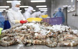 Xuất khẩu tôm đạt 2,97 tỷ USD trong 8 tháng