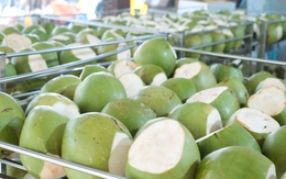Việt Nam nằm trong top 5 thế giới về xuất khẩu dừa