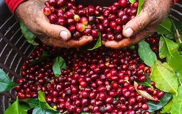 Xuất khẩu cà phê đạt 6,42 tỷ USD trong 8 tháng