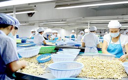 Công nghệ tạo bước ngoặt xuất khẩu cho ngành hạt điều Việt Nam