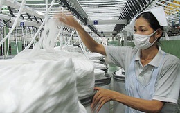 Việt Nam nhập khẩu hơn 1,7 triệu tấn bông trong năm 2025