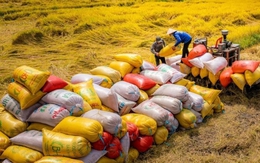 Năm 2026 dự kiến có khoảng 7,73 triệu tấn gạo hàng hóa phục vụ cho xuất khẩu