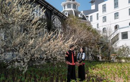 Hoa mận, hoa Anh đào bung nở rực rỡ, đón xuân sớm trên đỉnh Fansipan