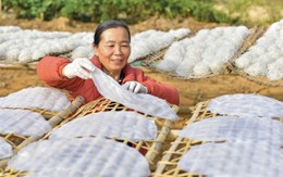 Nông sản Thanh Hóa sôi động mùa tiêu thụ cuối năm: Từ OCOP đến chuỗi giá trị bền vững