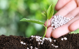 Năm 2025, xuất khẩu phân bón tăng trưởng mạnh cả về sản lượng và kim ngạch