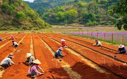 Công ty TNHH MTV Lâm nghiệp Bắc Kạn - Hồi sinh từ bờ vực phá sản