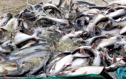 Xuất khẩu cá tra sang Trung Đông tăng trưởng nhờ lực đẩy từ Ả Rập Xê Út