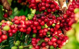 Xuất khẩu cà phê lập kỷ lục 8,5 tỷ USD niên vụ 2025-2026