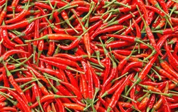 Xuất khẩu ớt tăng hơn 115% về lượng trong 9 tháng
