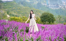 Fansipan hút hồn du khách bởi thiên đường hoa tam giác mạch và xác pháo tím