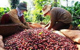 Giá xuất khẩu đang trở thành lực cản đối với ngành cà phê