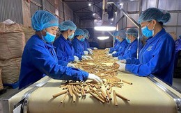 Kim ngạch xuất khẩu quế tháng 1/2026 đạt 22,4 triệu USD