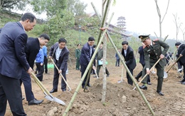 Thanh Hóa: Hơn 300.000 cây xanh được trồng dịp Xuân Bính Ngọ 2026