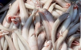 Loại cá “mềm như cháo”  đến đặc sản đắt đỏ gây sốt sau dịp Tết