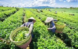 Ngành chè với bài toán nâng cao giá trị gia tăng