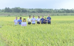 Thanh Hóa: Phê duyệt vùng quy hoạch hơn 24.000 ha trồng lúa năng suất, chất lượng cao