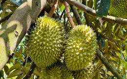 Xuất khẩu sầu riêng trong quý I có thể sớm cán mốc 1 tỷ USD