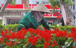 Hải Phòng rực rỡ sắc xuân trước thềm năm mới Bính Ngọ 2026