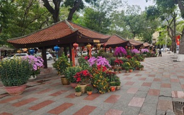 Quán hoa Hải Phòng: Nét Xuân xưa rạng rỡ giữa lòng thành phố