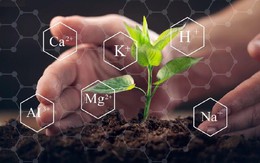 Ngành phân bón tăng tốc xuất khẩu trong  2 tháng đầu năm