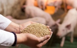 Xuất khẩu thức ăn gia súc 2 tháng đầu năm đạt gần 253,84 triệu USD
