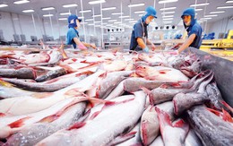 Trung Quốc tiếp tục là điểm đến lớn nhất của cá tra Việt Nam