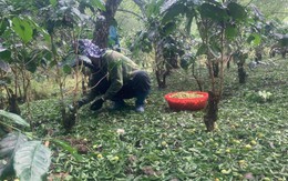 Mưa đá gây thiệt hại nặng nề cho nhiều nhà vườn tại Sơn La