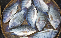 2 tháng đầu năm, tổng kim ngạch xuất khẩu cá rô phi đạt 23 triệu USD