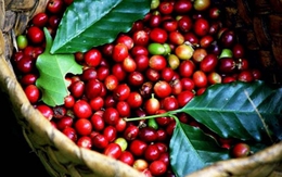 Xuất khẩu cà phê sang Nhật Bản đạt 20,6 nghìn tấn trong 2 tháng