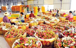 Ngành xuất khẩu rau quả đang đối mặt nhiều thách thức