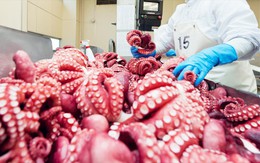 2 tháng đầu năm, xuất khẩu mực và bạch tuộc đạt hơn 111 triệu USD