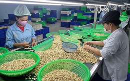 Hoa Kỳ tiếp tục là điểm đến lớn nhất của hạt điều Việt Nam