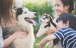 Thị trường thú cưng hướng tới quy mô gần 500 tỷ USD