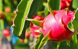 Kim ngạch xuất khẩu thanh long vượt 100 triệu USD