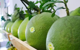 Bưởi và chanh được xuất khẩu chính ngạch sang thị trường Trung Quốc