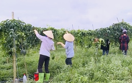 Thanh Hóa: Định vị sản phẩm theo “bản sắc sinh thái”