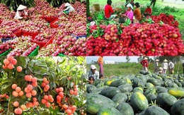 Giải pháp xuất khẩu bền vững cho nông sản Việt