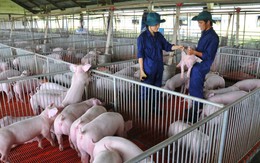 Nhiều “ông lớn” công nghiệp lấn sân sang chăn nuôi