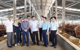 Quảng Trị: Lãnh đạo UBND tỉnh kiểm tra thực địa các dự án chăn nuôi công nghệ cao