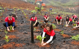 SeABank hỗ trợ trồng gần 671 nghìn cây xanh tại Hà Tĩnh, vượt mục tiêu 1 triệu cây xanh